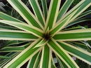 Ananas Comosus Variegatus